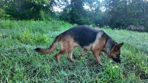 A German Shepherd dog walking on green grass in a natural outdoor environmen Stock Photos