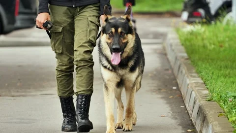 German shepherd dog walking with handler on pavement, loyalty and companionship Video stock 325293111