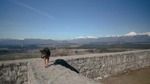 German shepherd dog walking on thick old stone defensive wall Stock Footage 149010478