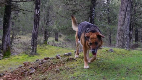 German Shepherd Dog Walking Towards Camera in Wilderness Stock Footage 268643270