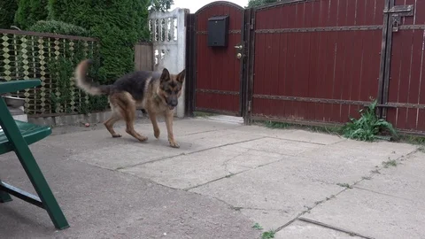 German shepherd dog walking in the yard and catching flies Stock Footage 114264137