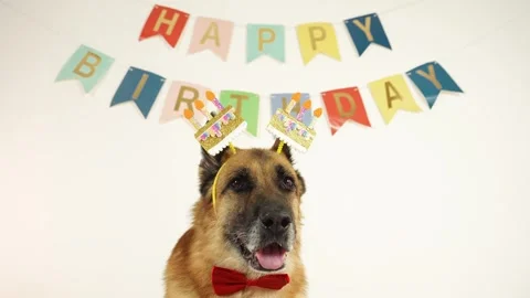 German shepherd dog wearing cake headband sitting under happy birthday banner Stock Footage 333329332