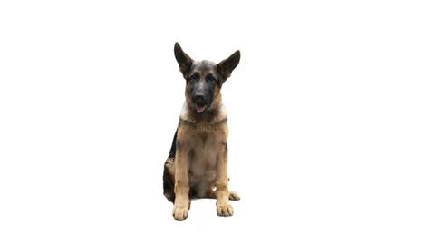 German shepherd dog on white background Stock Footage 77537483