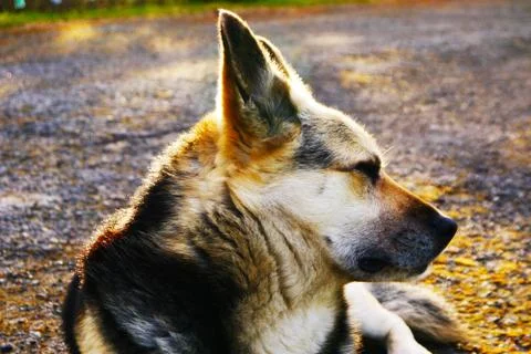 German shepherd dogposing Foto stock