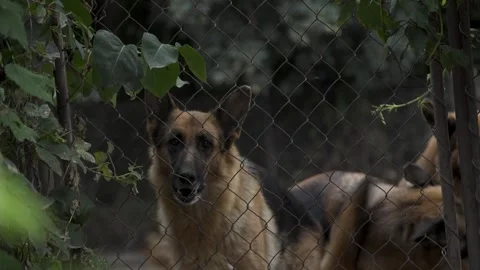 German Shepherd dogs barking in a cage, slow motion, 4k Vidéo 305058543