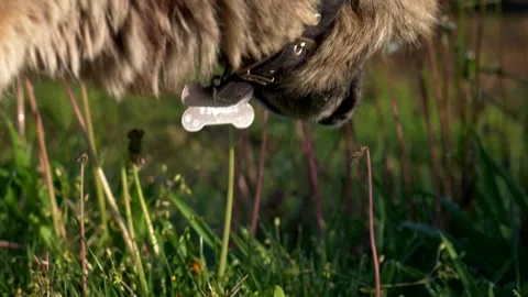 German Shepherd dog's muzzle sniffing the grass on the road during a walk. 库存影片 313870704