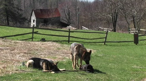 German Shepherd dogs sit in a rural Stock Video Pond5