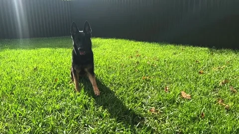 German shepherd down command  Vídeo Stock 202240673