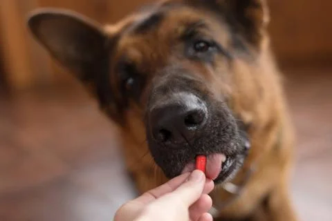 German shepherd eating a pill , muzzle close -up. Prevention and treatment of Stock Photos