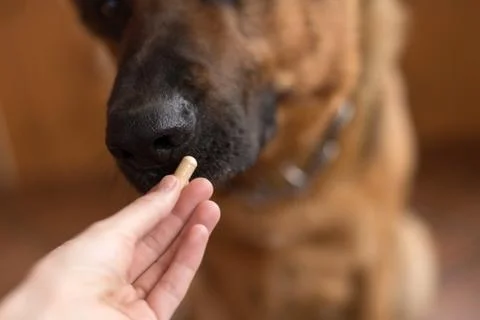 German shepherd eating a pill , muzzle close -up. Prevention and treatment of Stock Photos