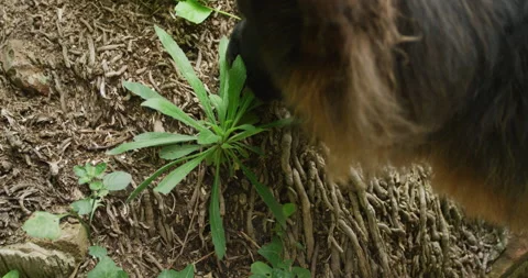 German shepherd eating plants Stock Footage 143090313