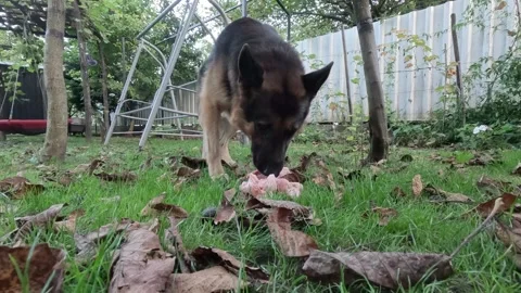 German Shepherd eating raw meat Vidéo 334061016