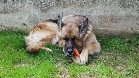 German shepherd eats a carrot on the lawn Video stock 131313828