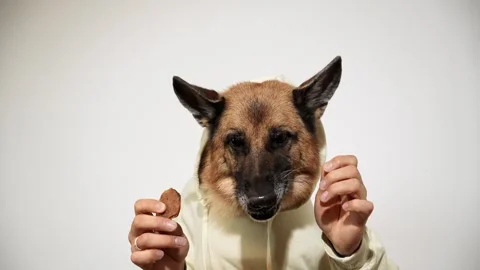 German Shepherd eats dried bull testicle treats held in human hands. Humorous Stock Footage 342962961