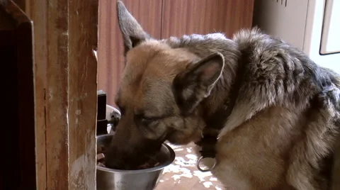 German shepherd eats Stock Footage 42998162