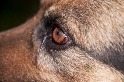 German Shepherd eye Foto stock