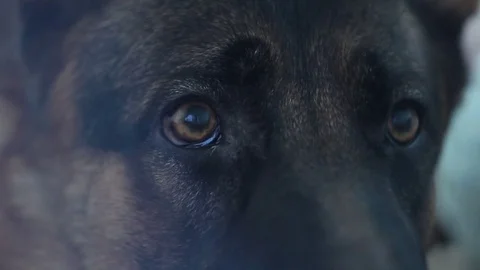 German shepherd eyes Stock Footage