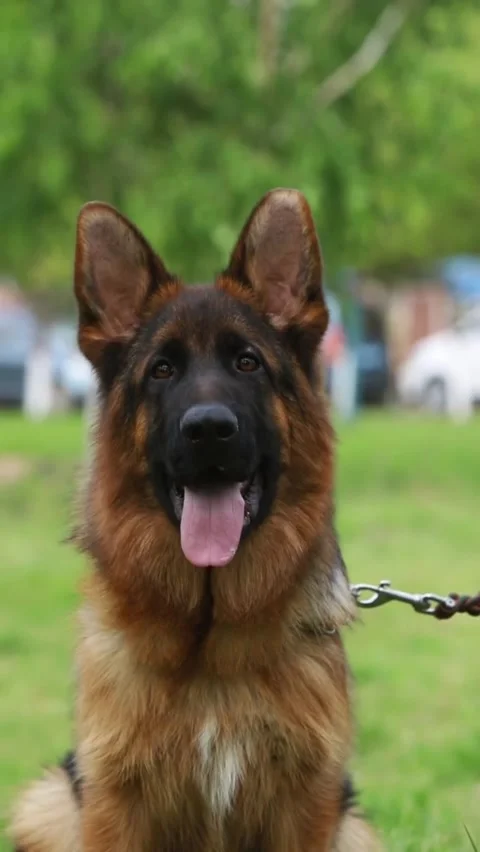 German shepherd face closeup 库存影片 335661940