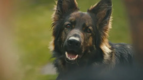 German Shepherd Face Video stock 284760802