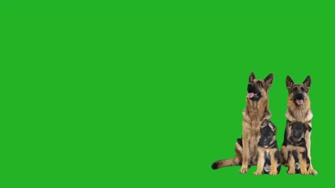 German Shepherd family sitting on a green screen Stock Footage