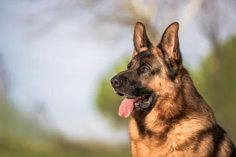 German shepherd in the field with copyspace Stock Photos