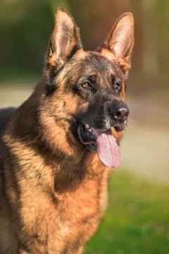 German shepherd in the field. Stock Photos