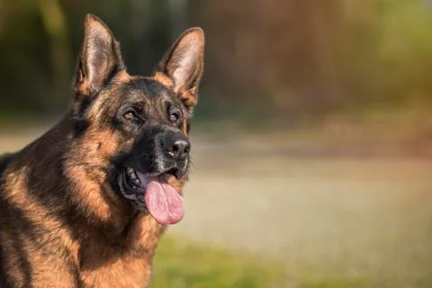 German shepherd in the field Stock Photos