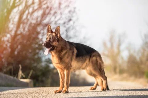 German shepherd in the field Stock Photos