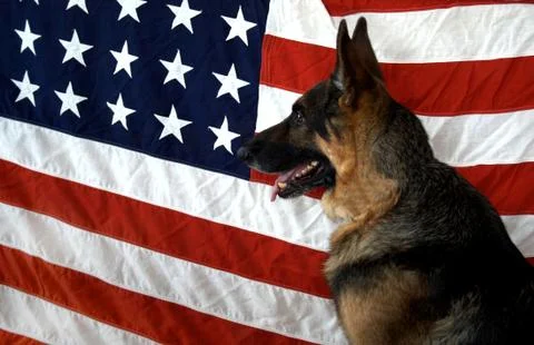 German shepherd on a flag backdrop Stock Photos