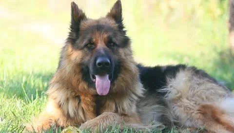 German Shepherd Stock Footage 11242000