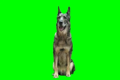 German shepherd Video stock 18467903