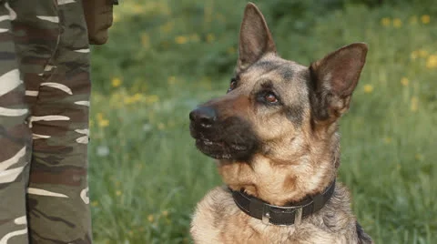 German shepherd Stock Footage 24673258