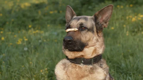 German shepherd Stock Footage 24673309