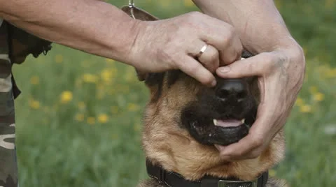 German shepherd Stock Footage 24673393