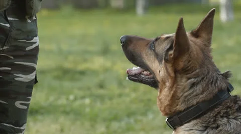 German shepherd Video stock 24673506