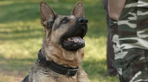 German shepherd Stock Footage 24673560