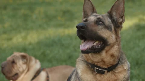 German shepherd Stock Footage 24673593
