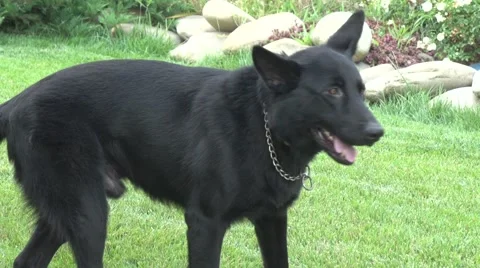 German Shepherd Stock Footage 41033426