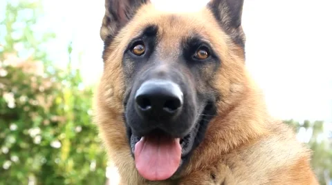 German Shepherd Stock Footage 42882835