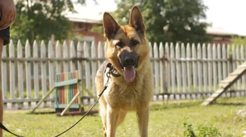 German shepherd Stock Footage 51070894