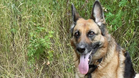 German Shepherd Stock Footage 79410436