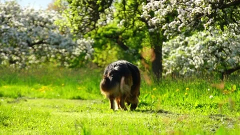 German shepherd Stock Footage 91308393