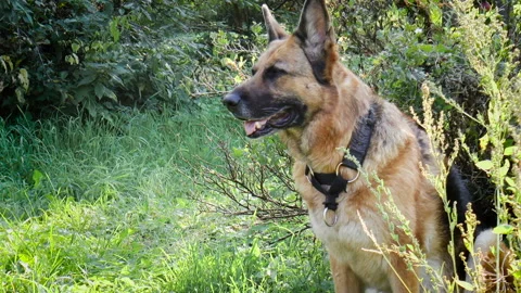 German shepherd Stock Footage 94953989
