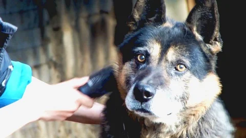 German shepherd Stock Footage 95079223