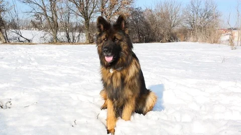 German Shepherd. Stock Footage 105478926