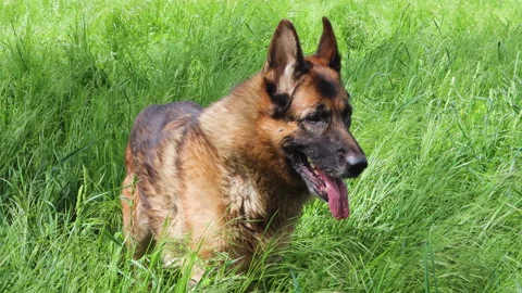 German Shepherd Stock Footage 130462697