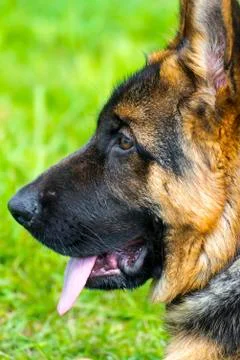 German Shepherd in front of green background Fotos de archivo