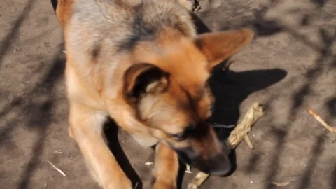 German shepherd gnawing stick Video stock 76440998