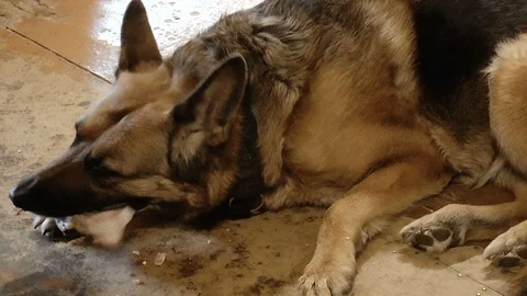 German Shepherd Gnaws Bone Stock Footage 86378272