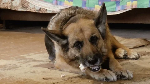 German Shepherd Gnaws Bone Stock Footage 86378589